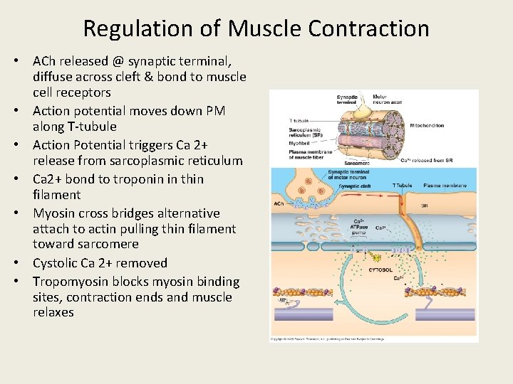 Regulation of Muscle Contraction • ACh released @ synaptic terminal, diffuse across cleft &