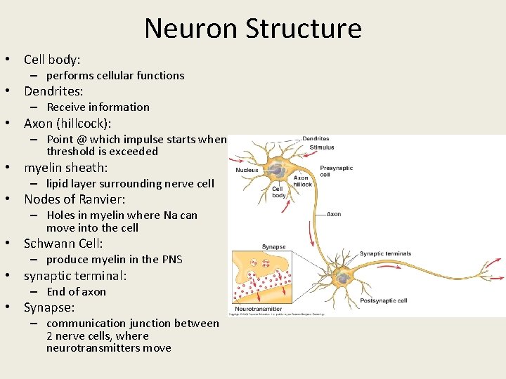 Neuron Structure • Cell body: – performs cellular functions • Dendrites: – Receive information