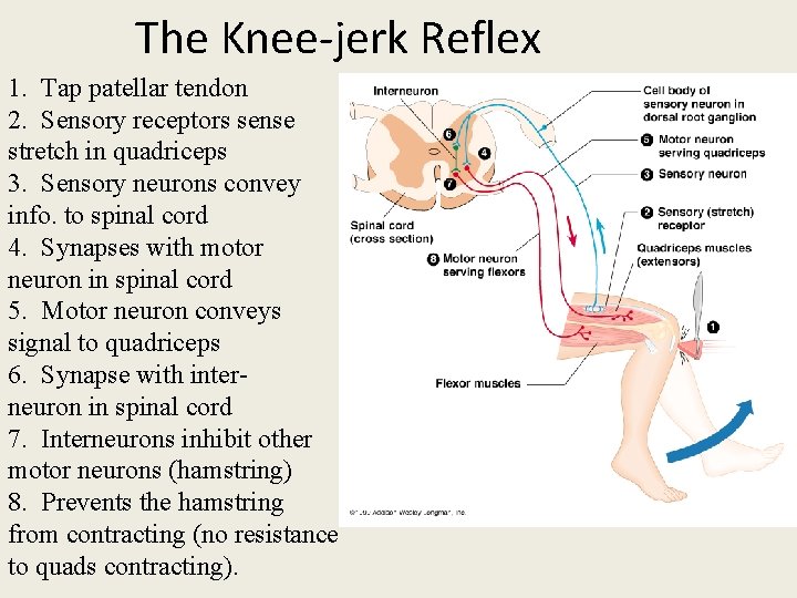 The Knee-jerk Reflex 1. Tap patellar tendon 2. Sensory receptors sense stretch in quadriceps