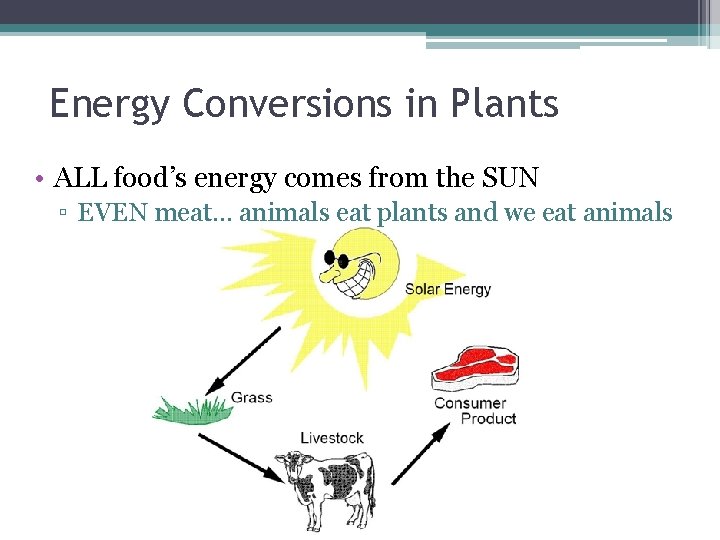 Energy Conversions in Plants • ALL food’s energy comes from the SUN ▫ EVEN