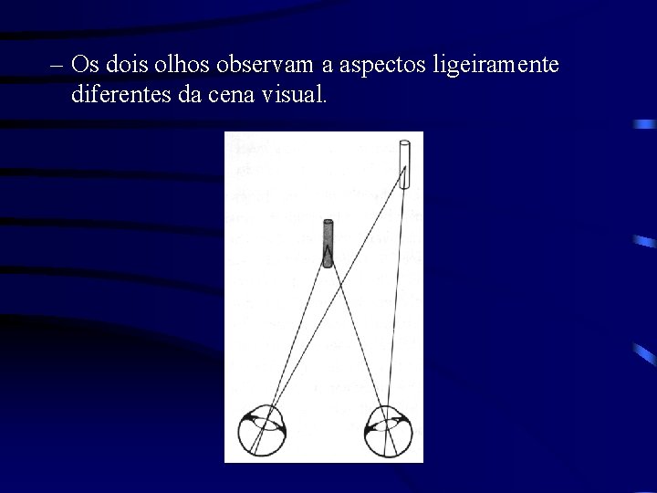 – Os dois olhos observam a aspectos ligeiramente diferentes da cena visual. 