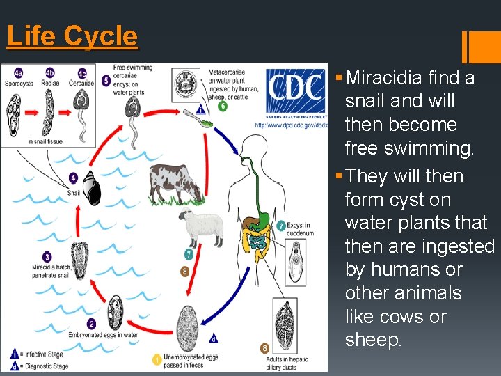 Life Cycle § Miracidia find a snail and will then become free swimming. § Life Cycle § Miracidia find a snail and will then become free swimming. §