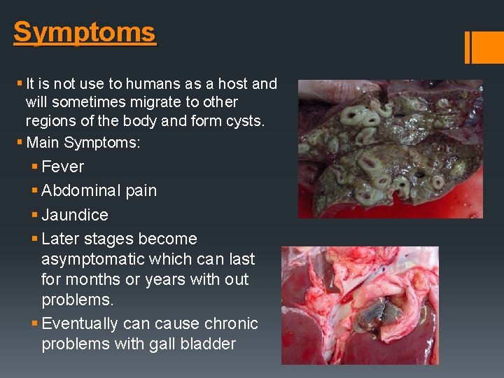 Symptoms § It is not use to humans as a host and will sometimes Symptoms § It is not use to humans as a host and will sometimes