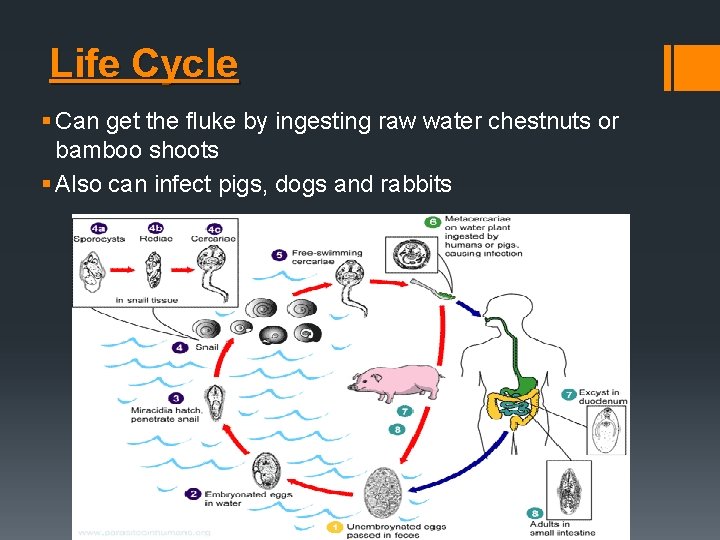Life Cycle § Can get the fluke by ingesting raw water chestnuts or bamboo Life Cycle § Can get the fluke by ingesting raw water chestnuts or bamboo