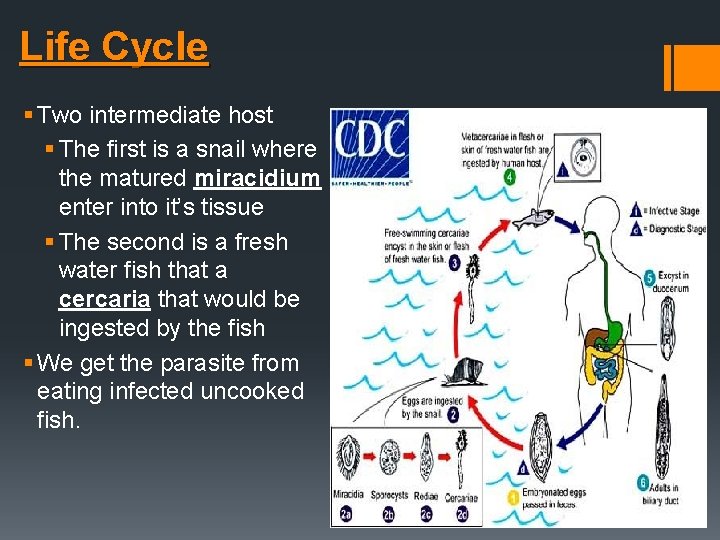 Life Cycle § Two intermediate host § The first is a snail where the Life Cycle § Two intermediate host § The first is a snail where the