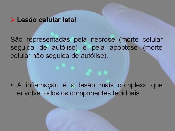 Ø Lesão celular letal São representadas pela necrose (morte celular seguida de autólise) e