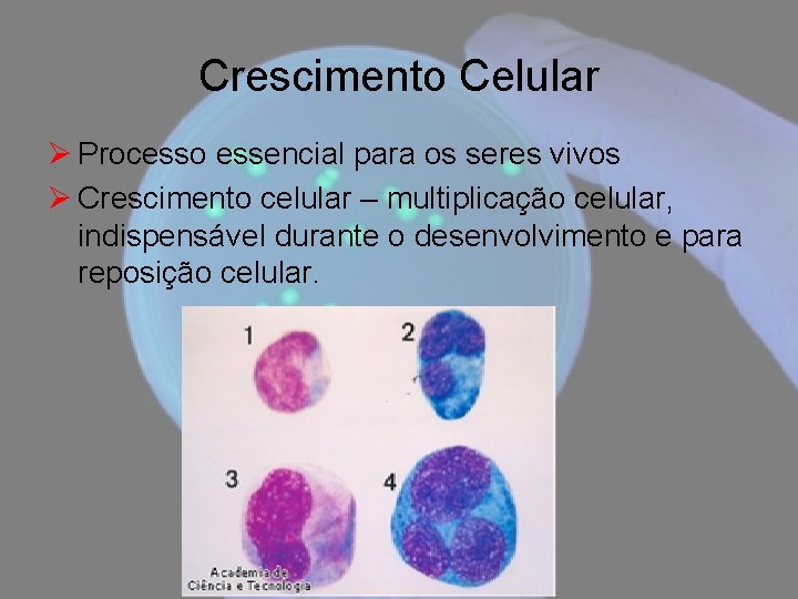 Crescimento Celular Ø Processo essencial para os seres vivos Ø Crescimento celular – multiplicação