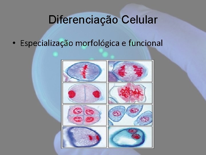 Diferenciação Celular • Especialização morfológica e funcional 
