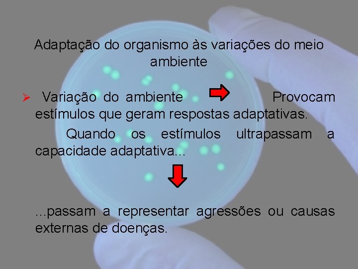 Adaptação do organismo às variações do meio ambiente Ø Variação do ambiente Provocam estímulos