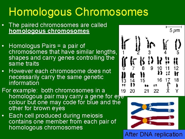 Homologous Chromosomes • The paired chromosomes are called homologous chromosomes • Homologus Pairs =