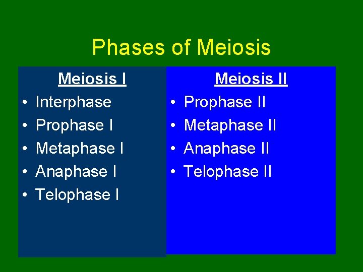 Phases of Meiosis • • • Meiosis I Interphase Prophase I Metaphase I Anaphase