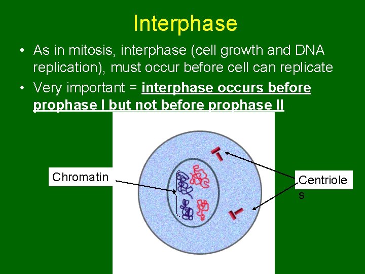 Interphase • As in mitosis, interphase (cell growth and DNA replication), must occur before