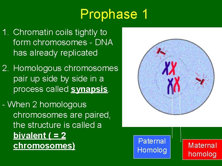 Prophase 1 1. Chromatin coils tightly to form chromosomes - DNA has already replicated