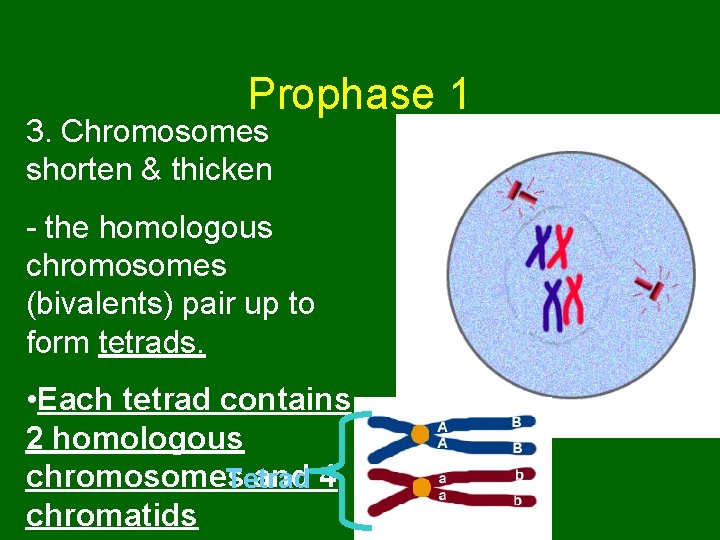 Prophase 1 3. Chromosomes shorten & thicken - the homologous chromosomes (bivalents) pair up
