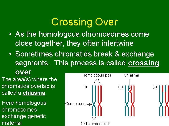 Crossing Over • As the homologous chromosomes come close together, they often intertwine •