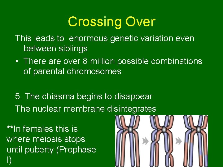 Crossing Over This leads to enormous genetic variation even between siblings • There are