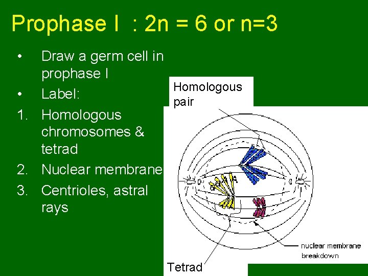 Prophase I : 2 n = 6 or n=3 • Draw a germ cell
