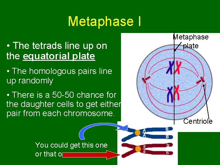 Metaphase I • The tetrads line up on the equatorial plate Metaphase plate •