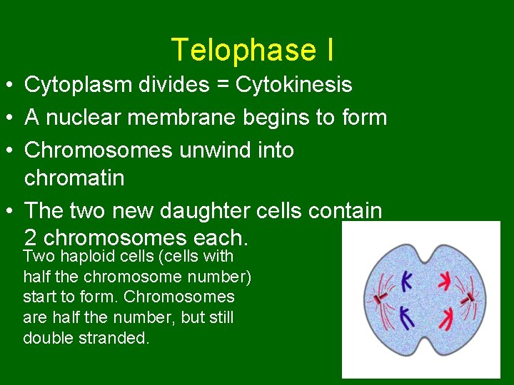 Telophase I • Cytoplasm divides = Cytokinesis • A nuclear membrane begins to form