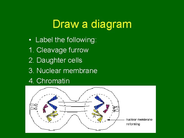 Draw a diagram • Label the following: 1. Cleavage furrow 2. Daughter cells 3.