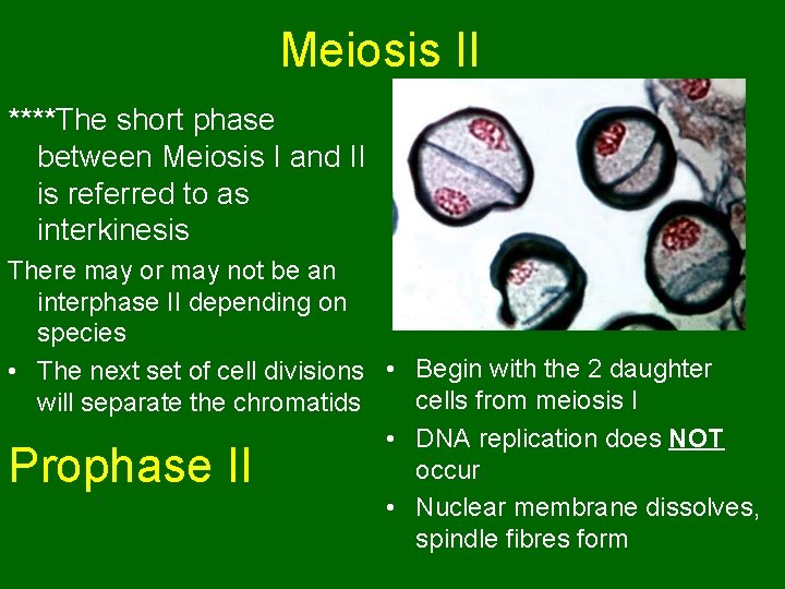 Meiosis II ****The short phase between Meiosis I and II is referred to as