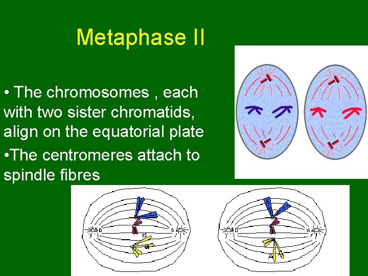 Metaphase II • The chromosomes , each with two sister chromatids, align on the