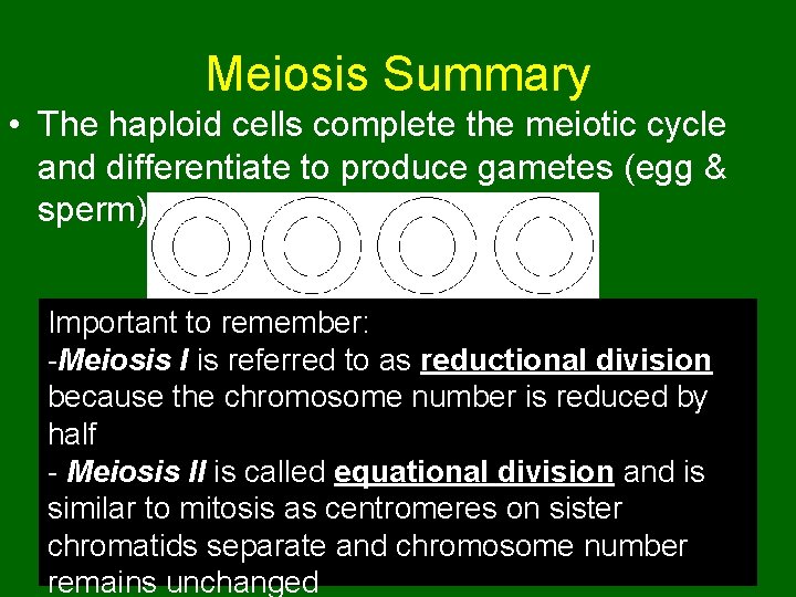 Meiosis Summary • The haploid cells complete the meiotic cycle and differentiate to produce