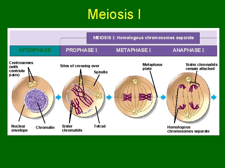 Meiosis I MEIOSIS I: Homologous chromosomes separate INTERPHASE Centrosomes (with centriole pairs) Nuclear envelope