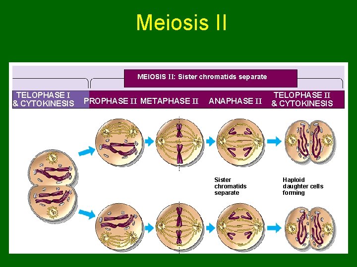 Meiosis II MEIOSIS II: Sister chromatids separate TELOPHASE I & CYTOKINESIS PROPHASE II METAPHASE