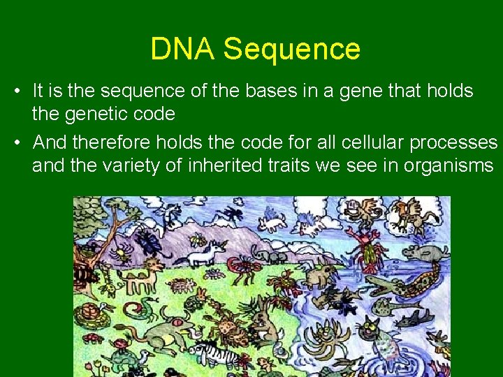 DNA Sequence • It is the sequence of the bases in a gene that