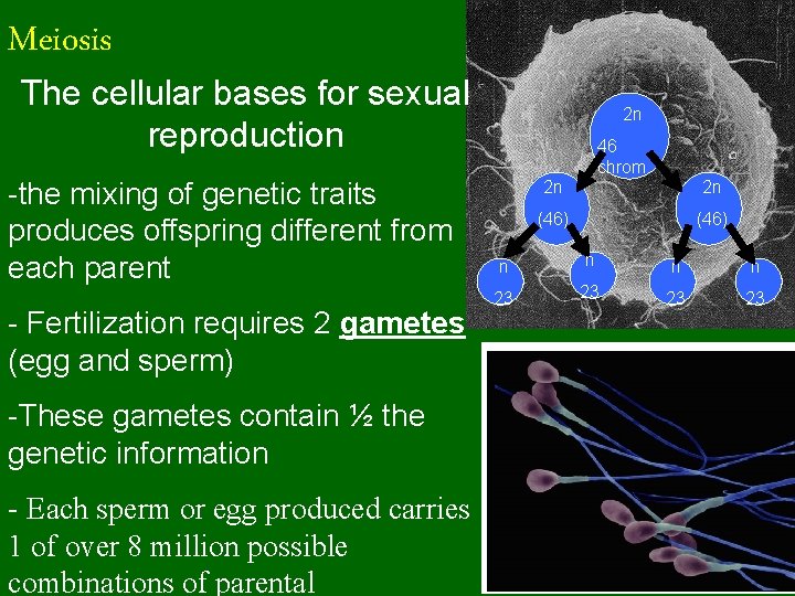 Meiosis The cellular bases for sexual reproduction -the mixing of genetic traits produces offspring