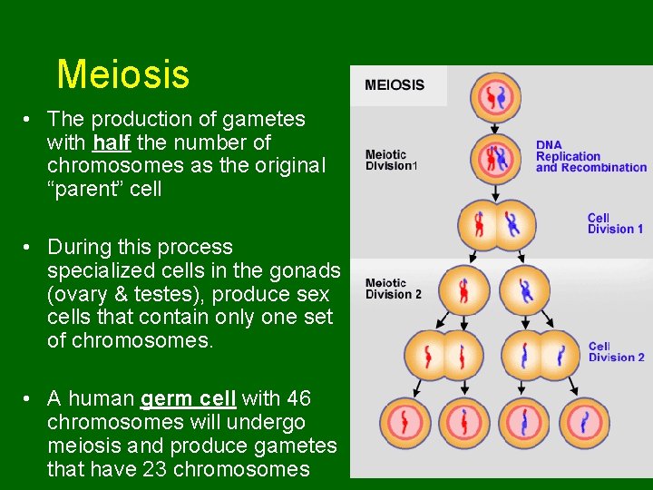 Meiosis • The production of gametes with half the number of chromosomes as the