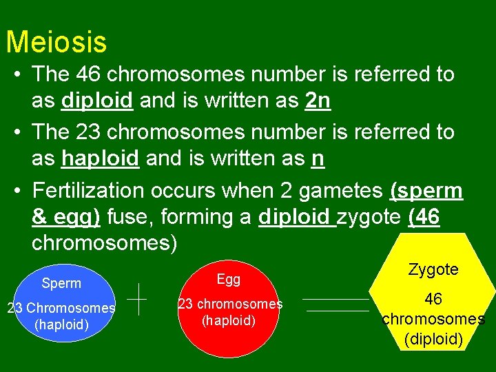 Meiosis • The 46 chromosomes number is referred to as diploid and is written