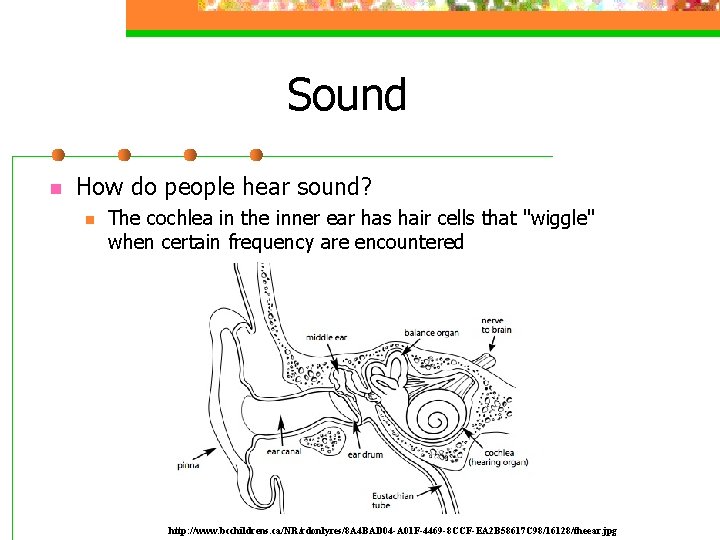 Sound n How do people hear sound? n The cochlea in the inner ear