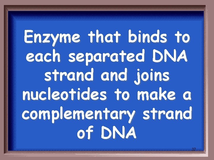 Enzyme that binds to each separated DNA strand joins nucleotides to make a complementary