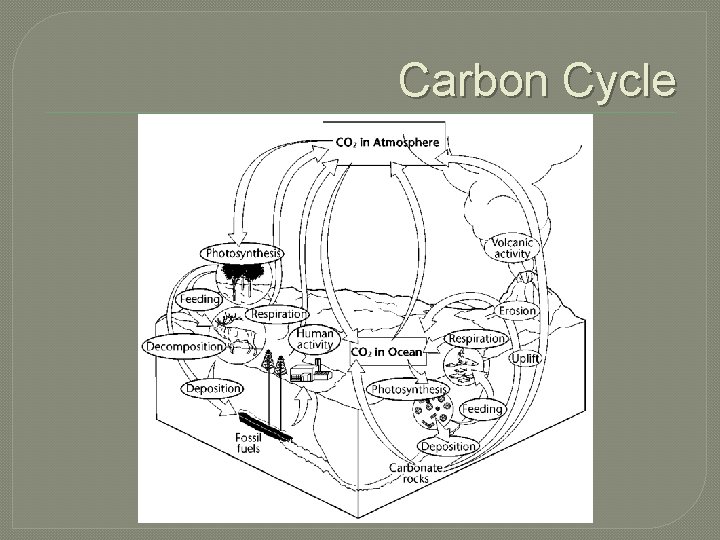 Carbon Cycle Carbon Cycle