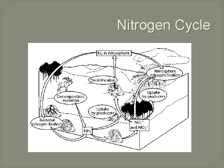 Nitrogen Cycle Nitrogen Cycle