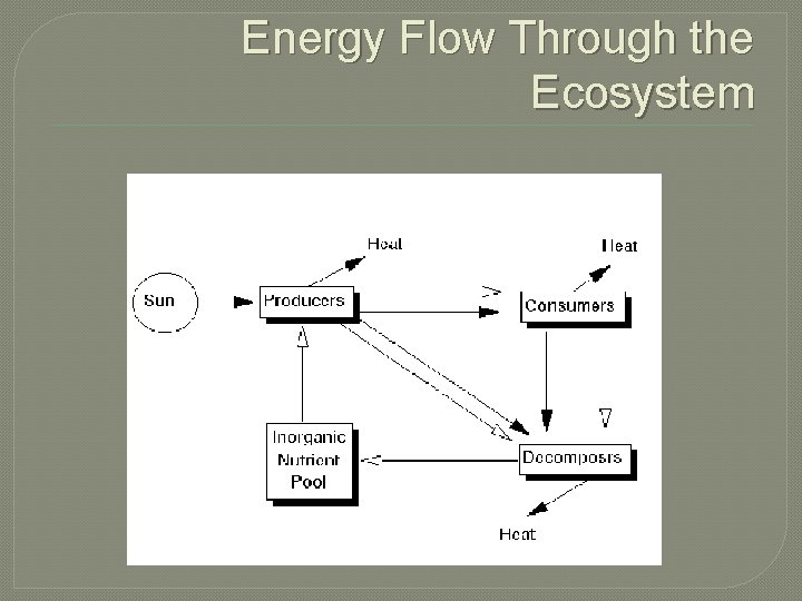 Energy Flow Through the Ecosystem Energy Flow Through the Ecosystem