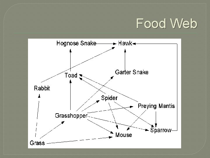 Food Web Food Web