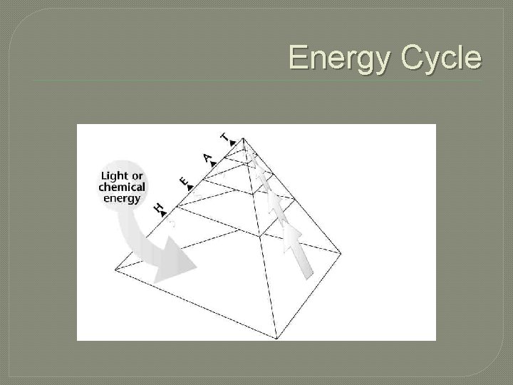 Energy Cycle Energy Cycle