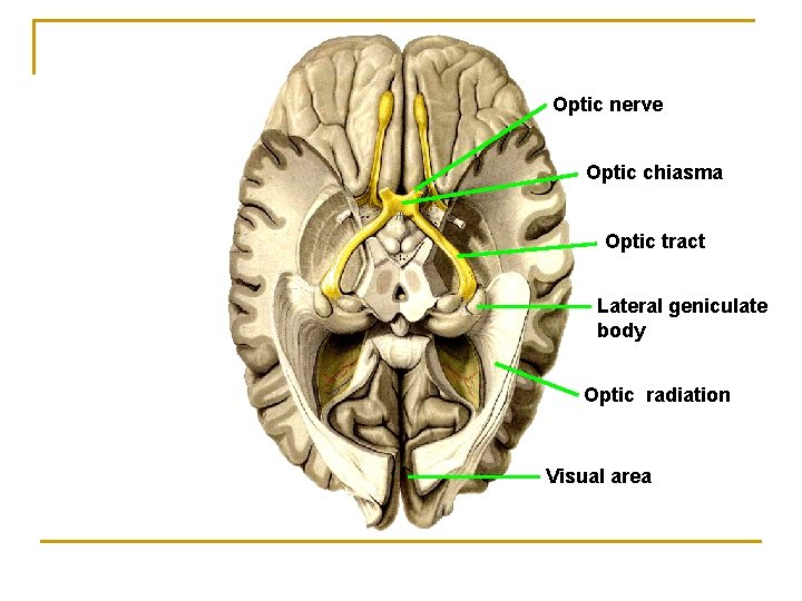 Optic nerve Optic chiasma Optic tract Lateral geniculate body Optic radiation Visual area Optic nerve Optic chiasma Optic tract Lateral geniculate body Optic radiation Visual area