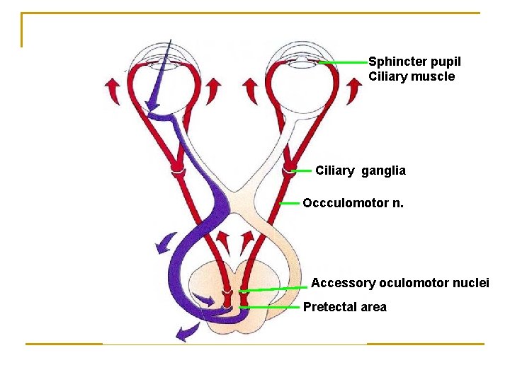 Sphincter pupil Ciliary muscle Ciliary ganglia Occculomotor n. Accessory oculomotor nuclei Pretectal area Sphincter pupil Ciliary muscle Ciliary ganglia Occculomotor n. Accessory oculomotor nuclei Pretectal area