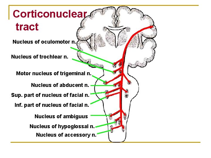 Corticonuclear tract Nucleus of oculomotor n. Nucleus of trochlear n. Motor nucleus of trigeminal Corticonuclear tract Nucleus of oculomotor n. Nucleus of trochlear n. Motor nucleus of trigeminal