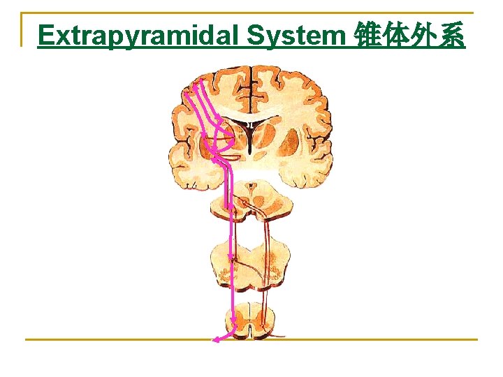 Extrapyramidal System 锥体外系 Extrapyramidal System 锥体外系