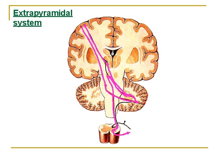 Extrapyramidal system Extrapyramidal system