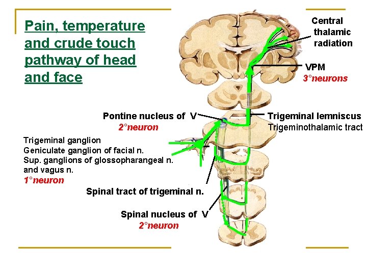 Pain, temperature and crude touch pathway of head and face Pontine nucleus of V Pain, temperature and crude touch pathway of head and face Pontine nucleus of V