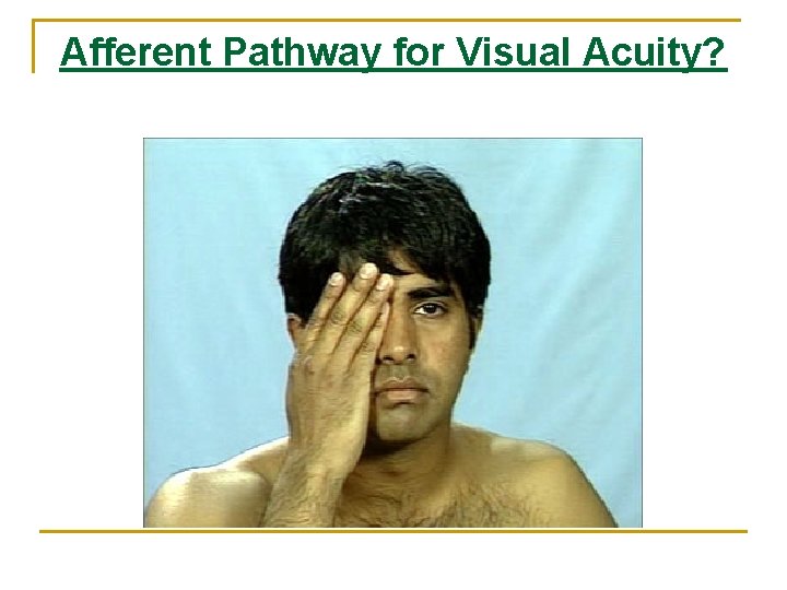 Afferent Pathway for Visual Acuity? Afferent Pathway for Visual Acuity?