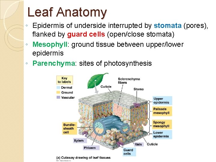 Leaf Anatomy ◦ Epidermis of underside interrupted by stomata (pores), flanked by guard cells