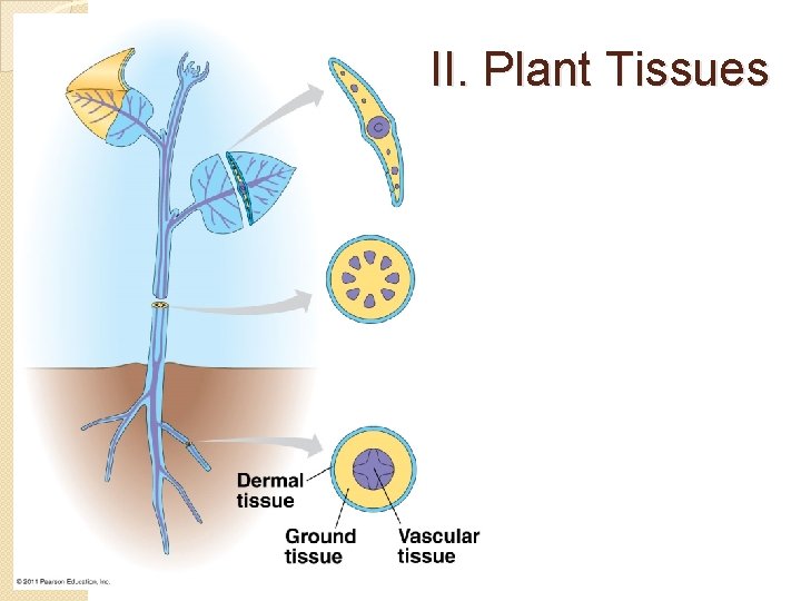 II. Plant Tissues 