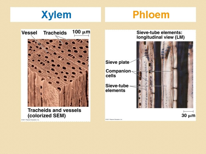 Xylem Phloem 